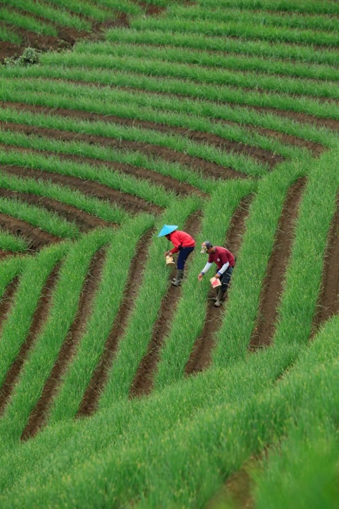 Two farmers tending to crops on a vibrant terraced field. Agricultural labor in a picturesque landscape.