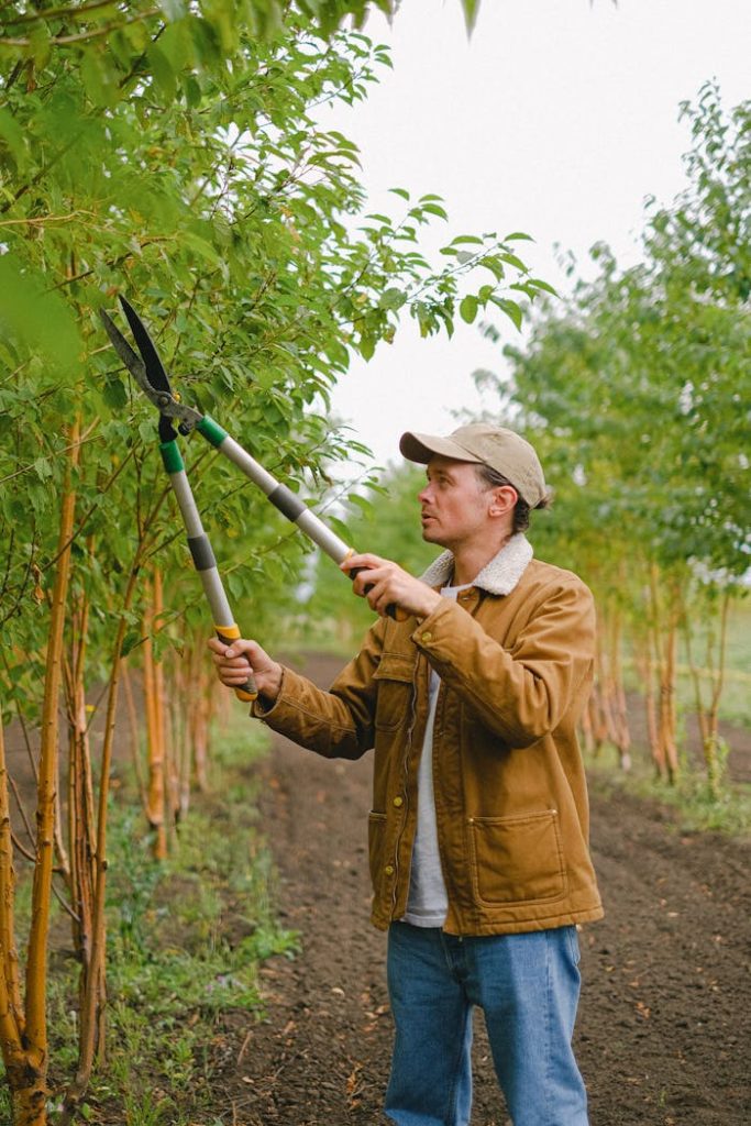 Side view of male farmer with pruner cutting green sprigs while standing between rows of plants during work on plantation